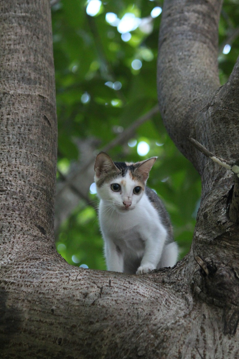 a cat in a tree