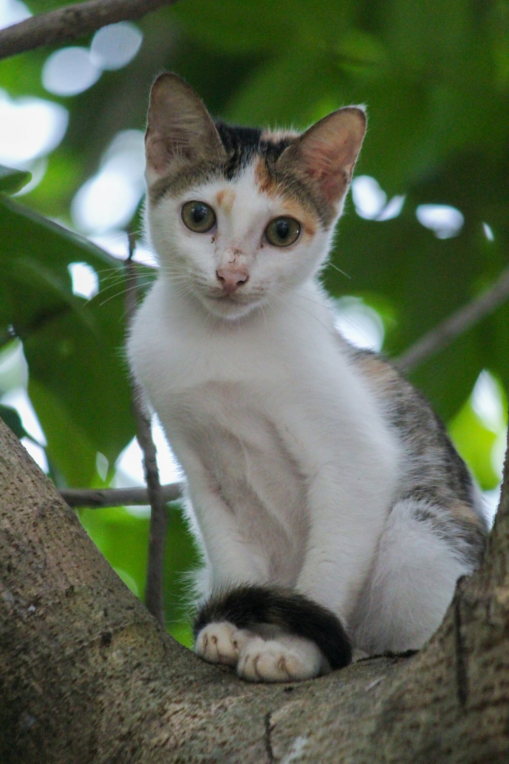 a cat on a tree branch