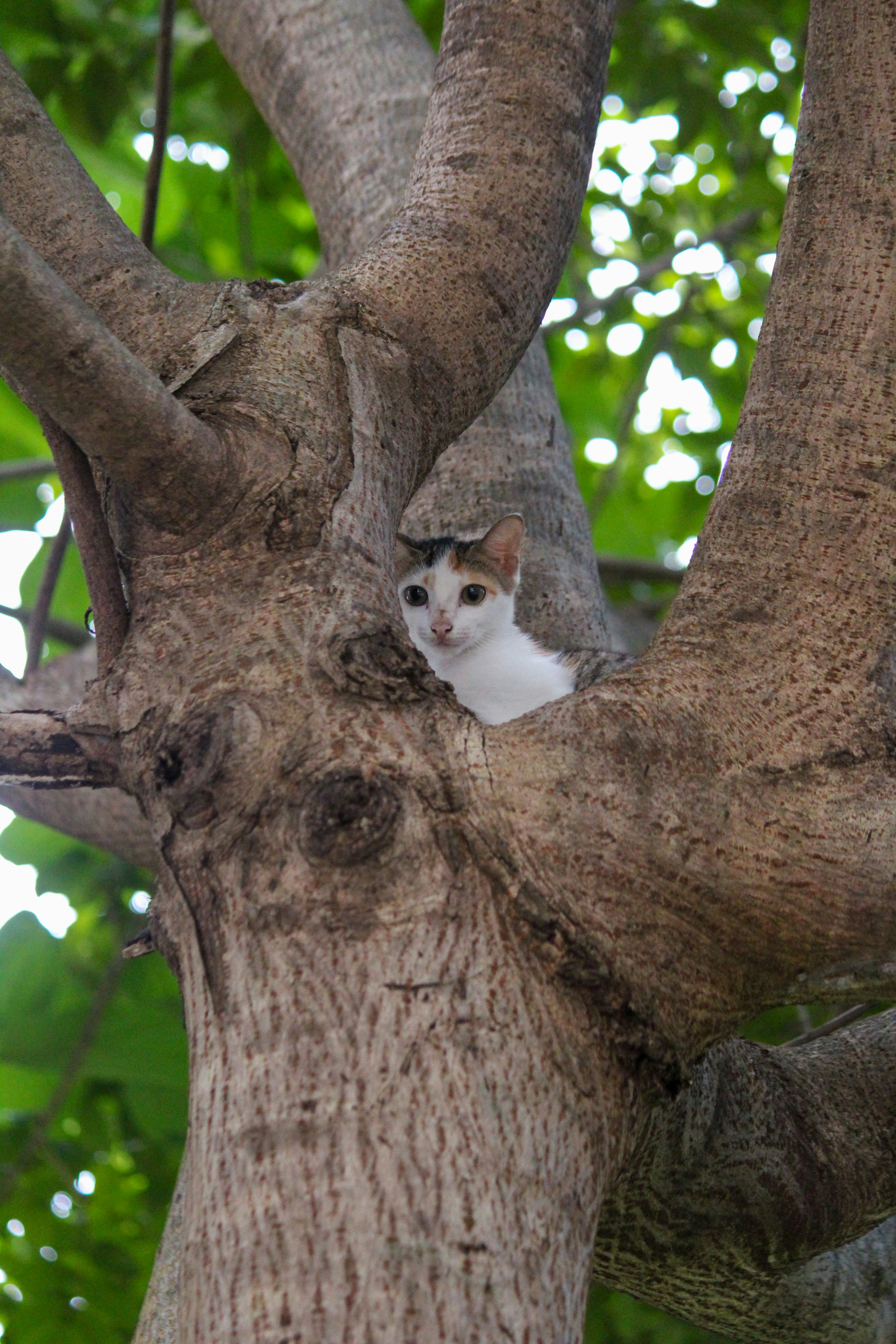 Photo by priyanshh32