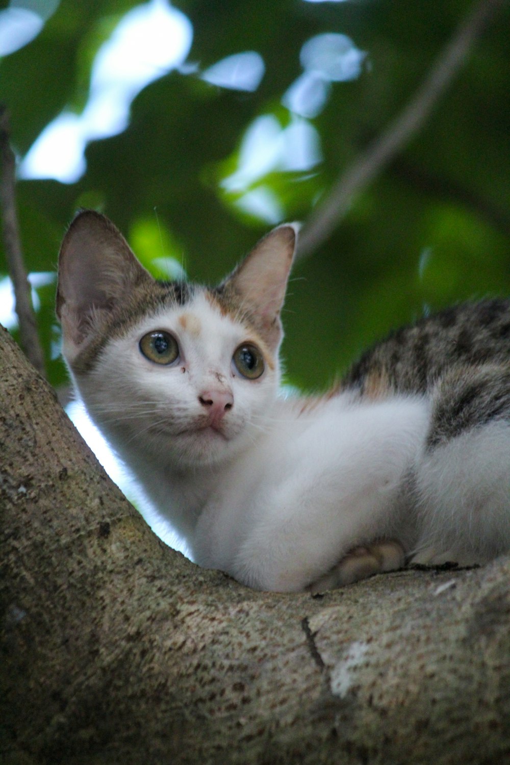 a cat lying on a tree