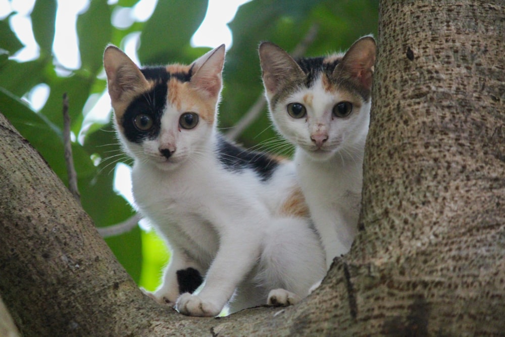 two kittens on a tree