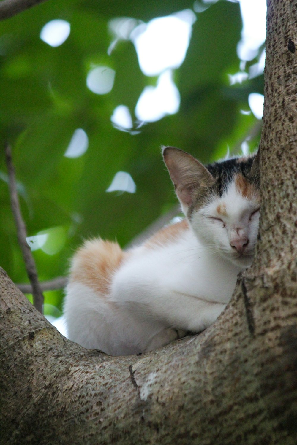 a cat lying in a tree
