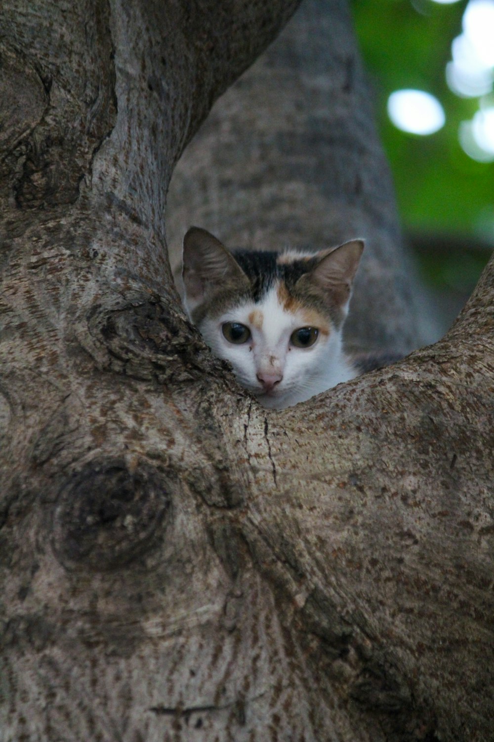 a cat peeking out of a hole in a tree