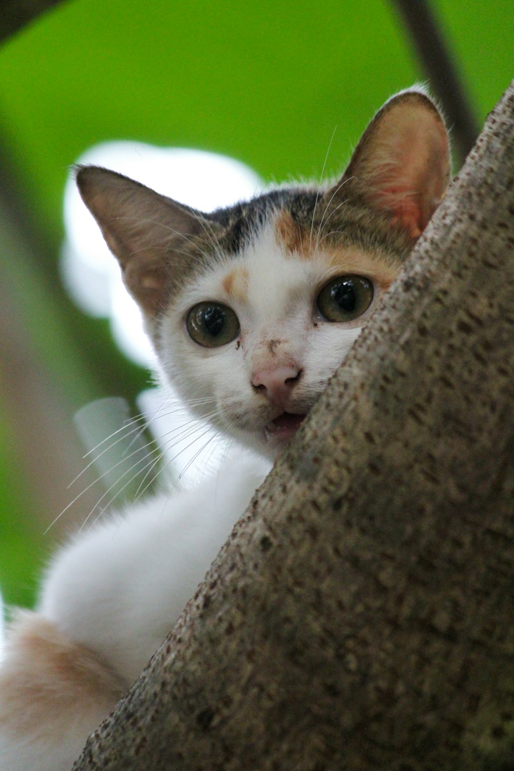 a cat with a human face