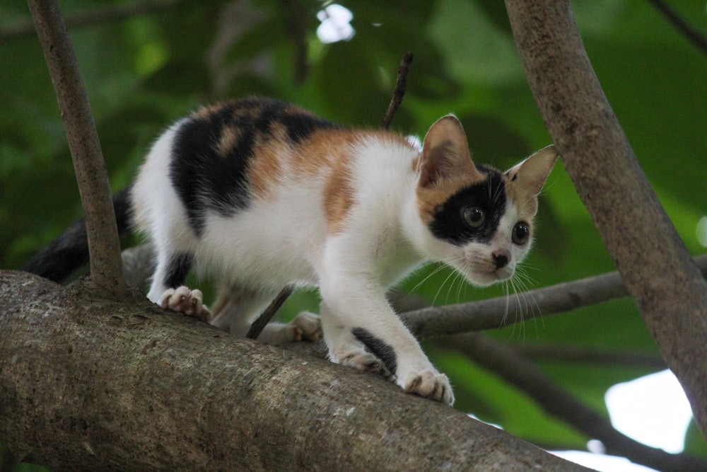 a cat on a tree