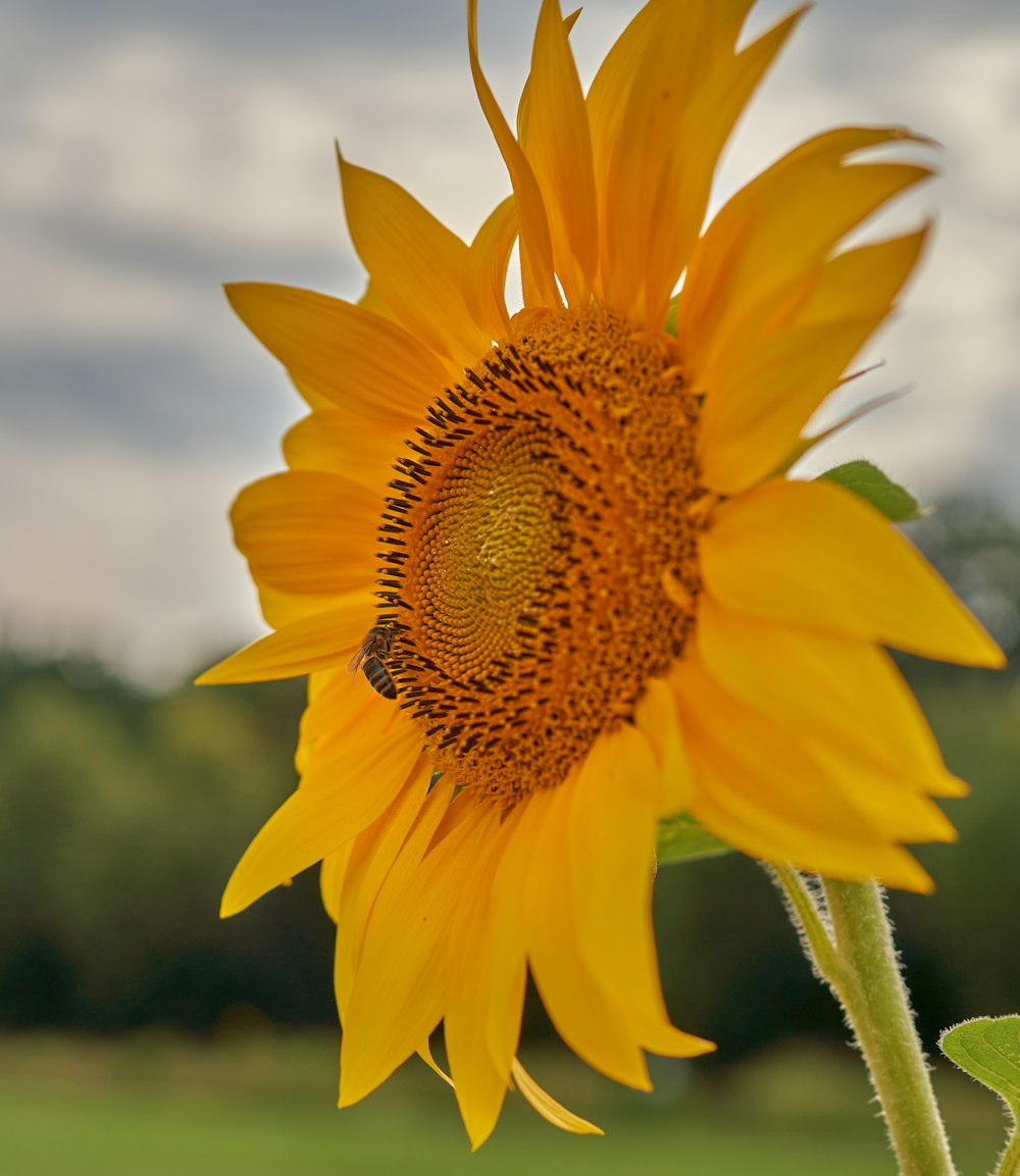 a close up of a sunflower