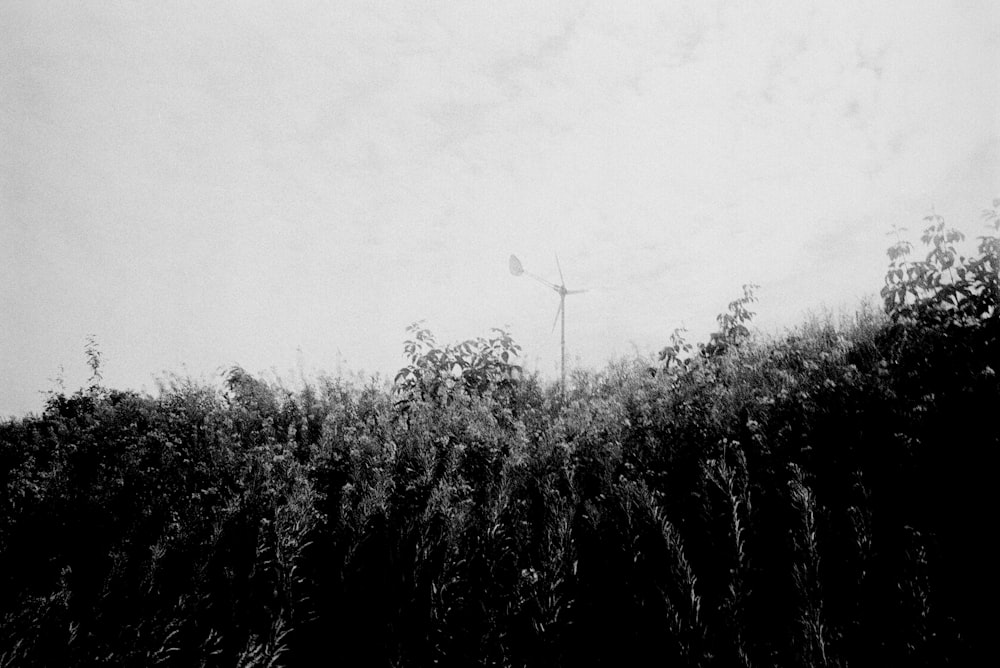 a group of trees with a pole in the middle