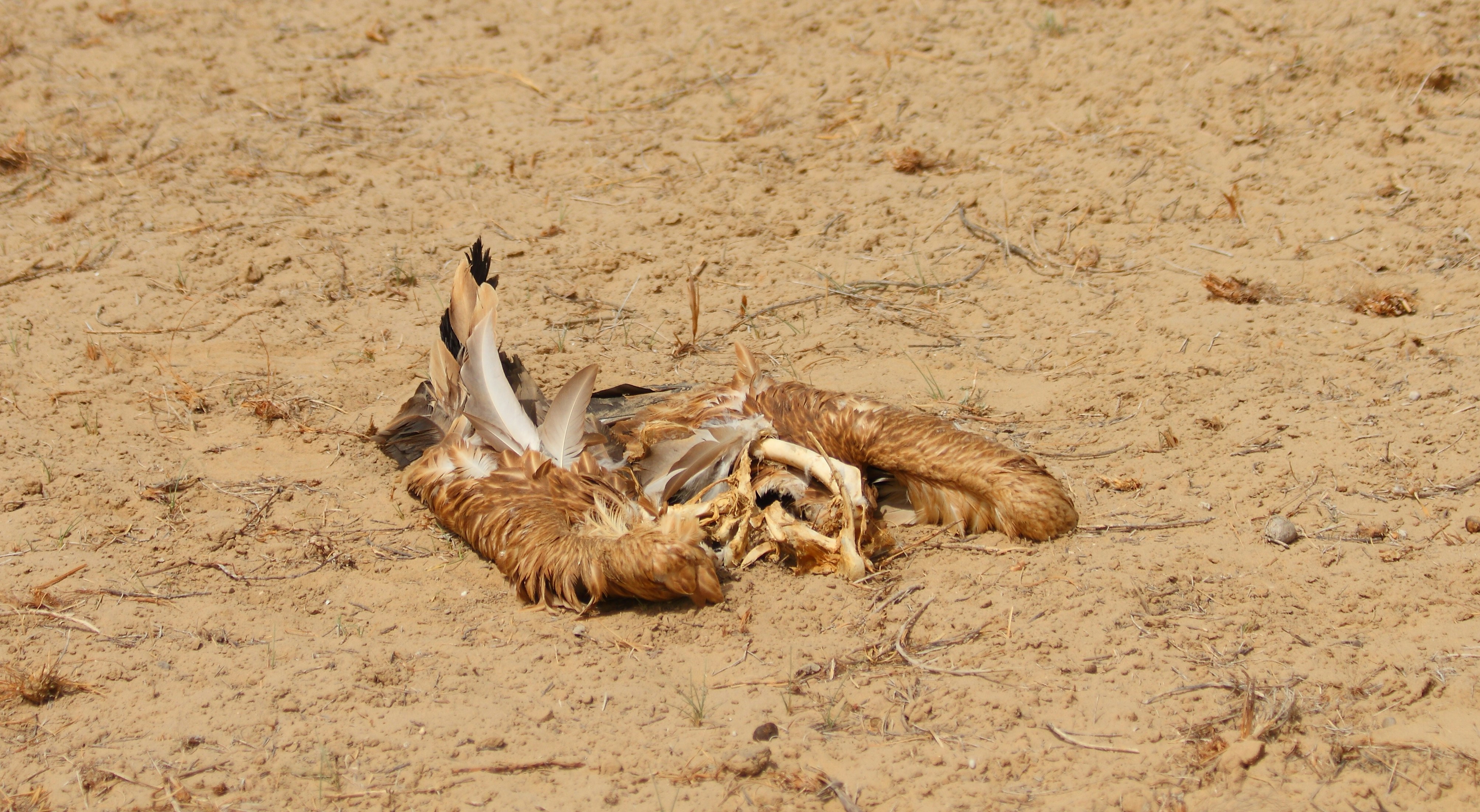 Photo by adeel1gujar2326