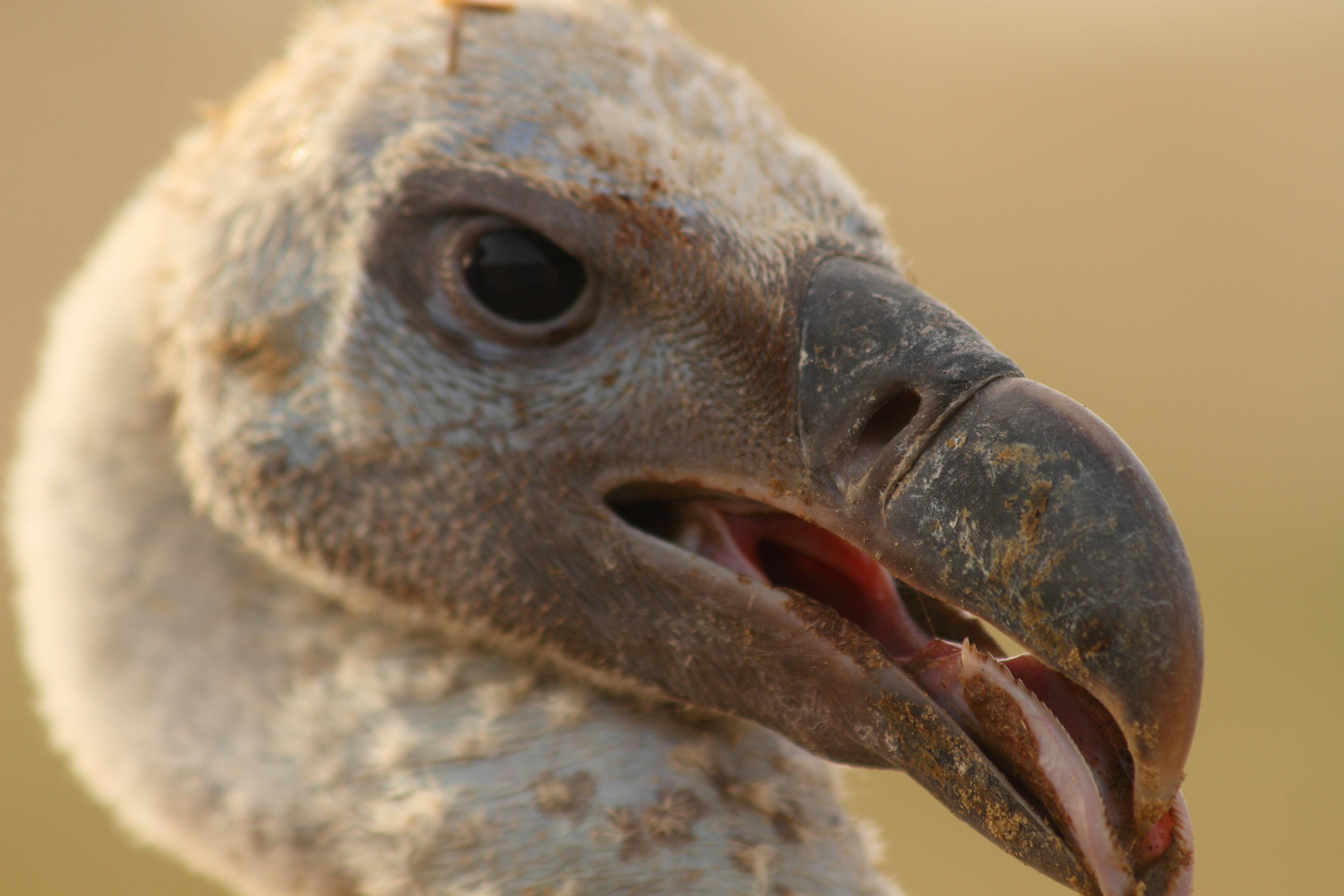 Photo by adeel1gujar2326