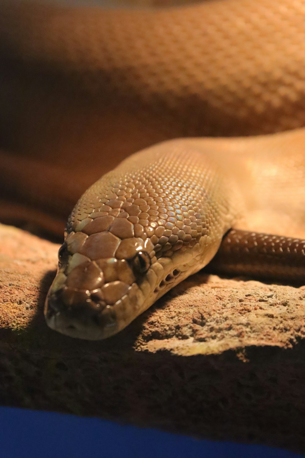 a snake on a rock