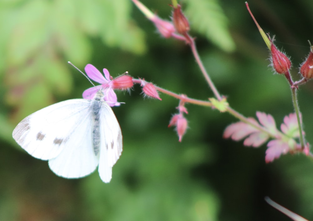 a white moth on a flower