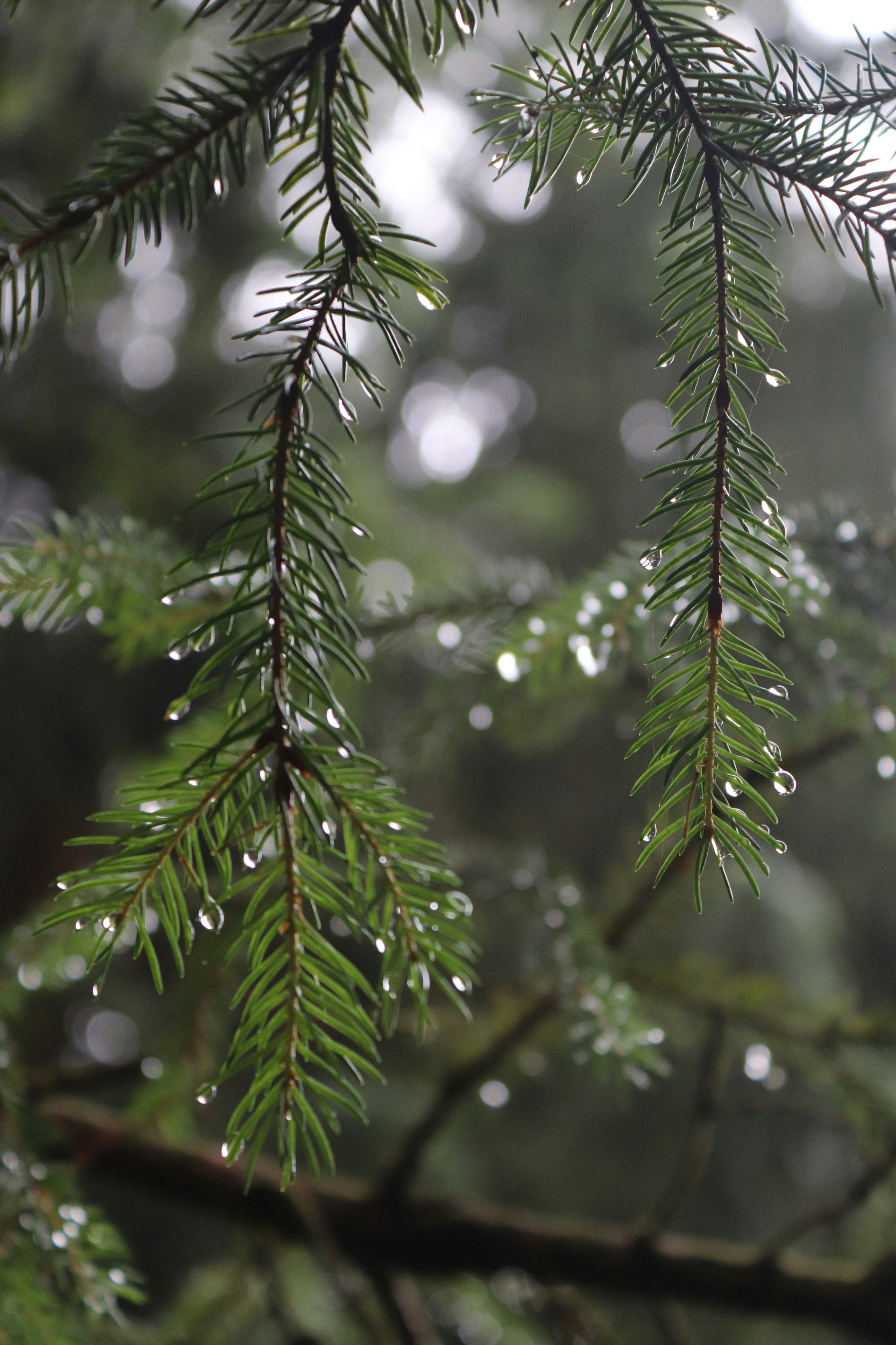 Photo by fajschreurs