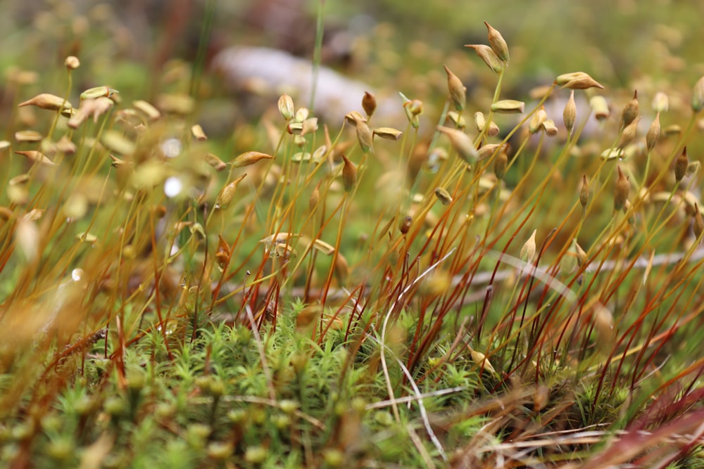 close up of grass