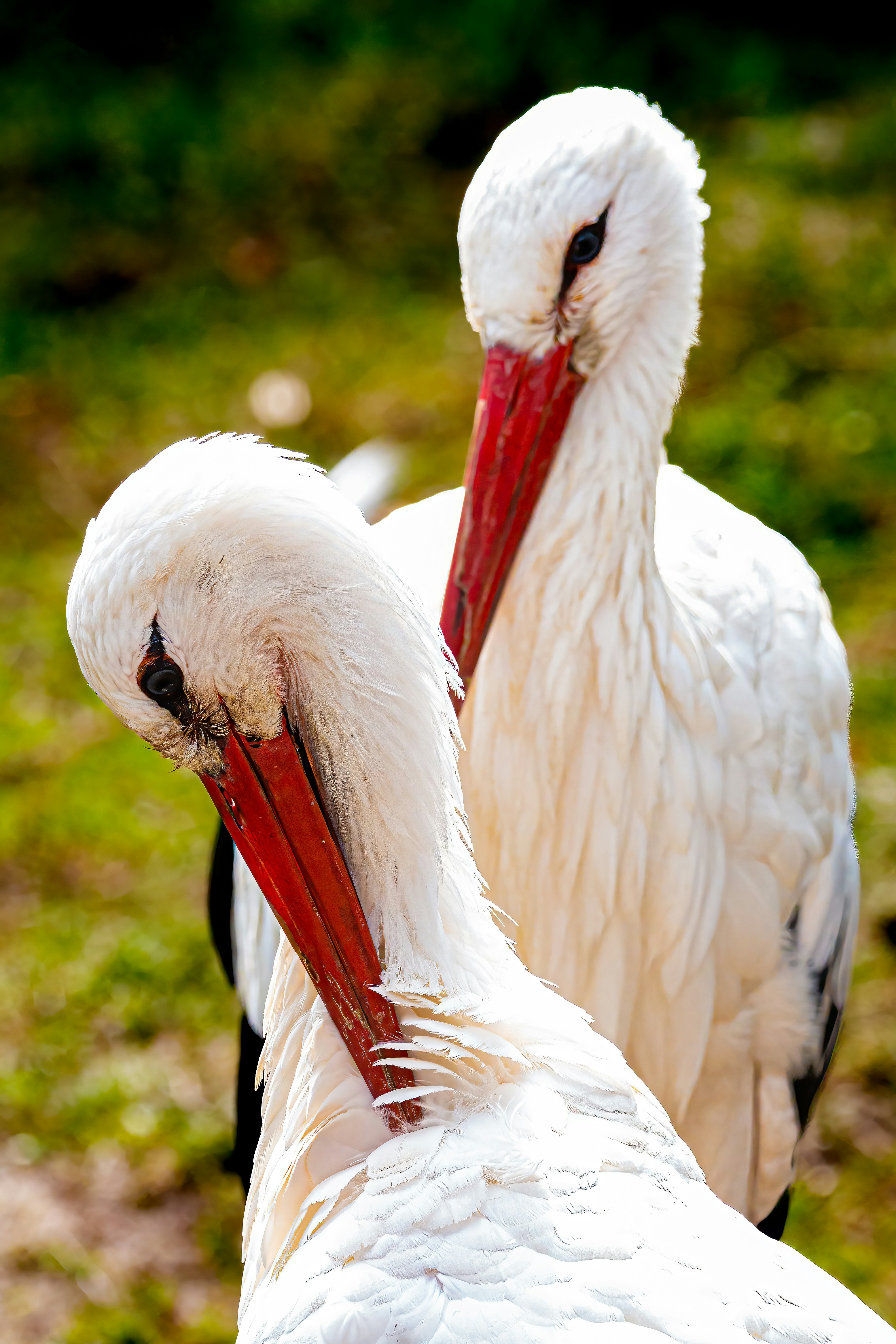 Photo by kennygoossen