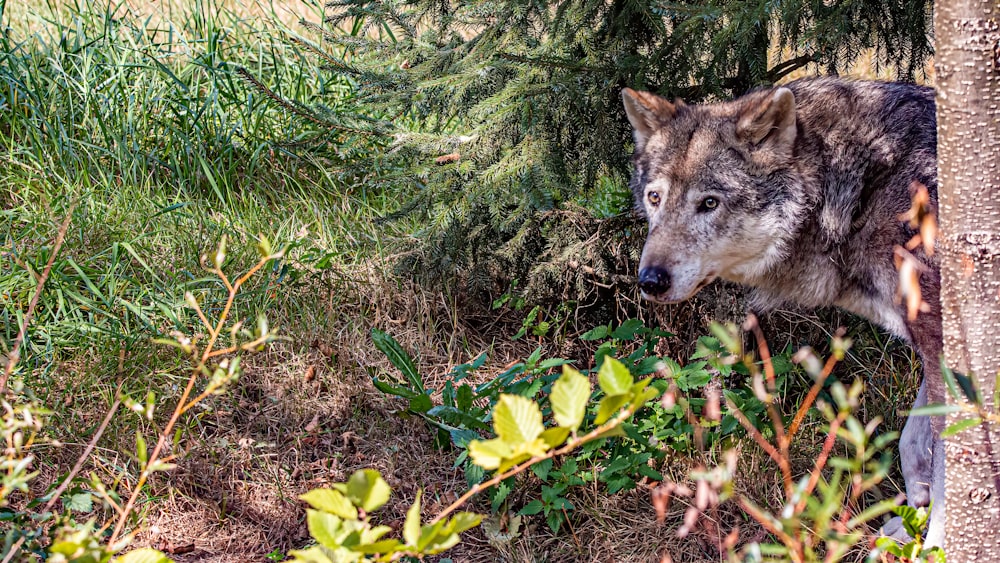 a wolf in the grass