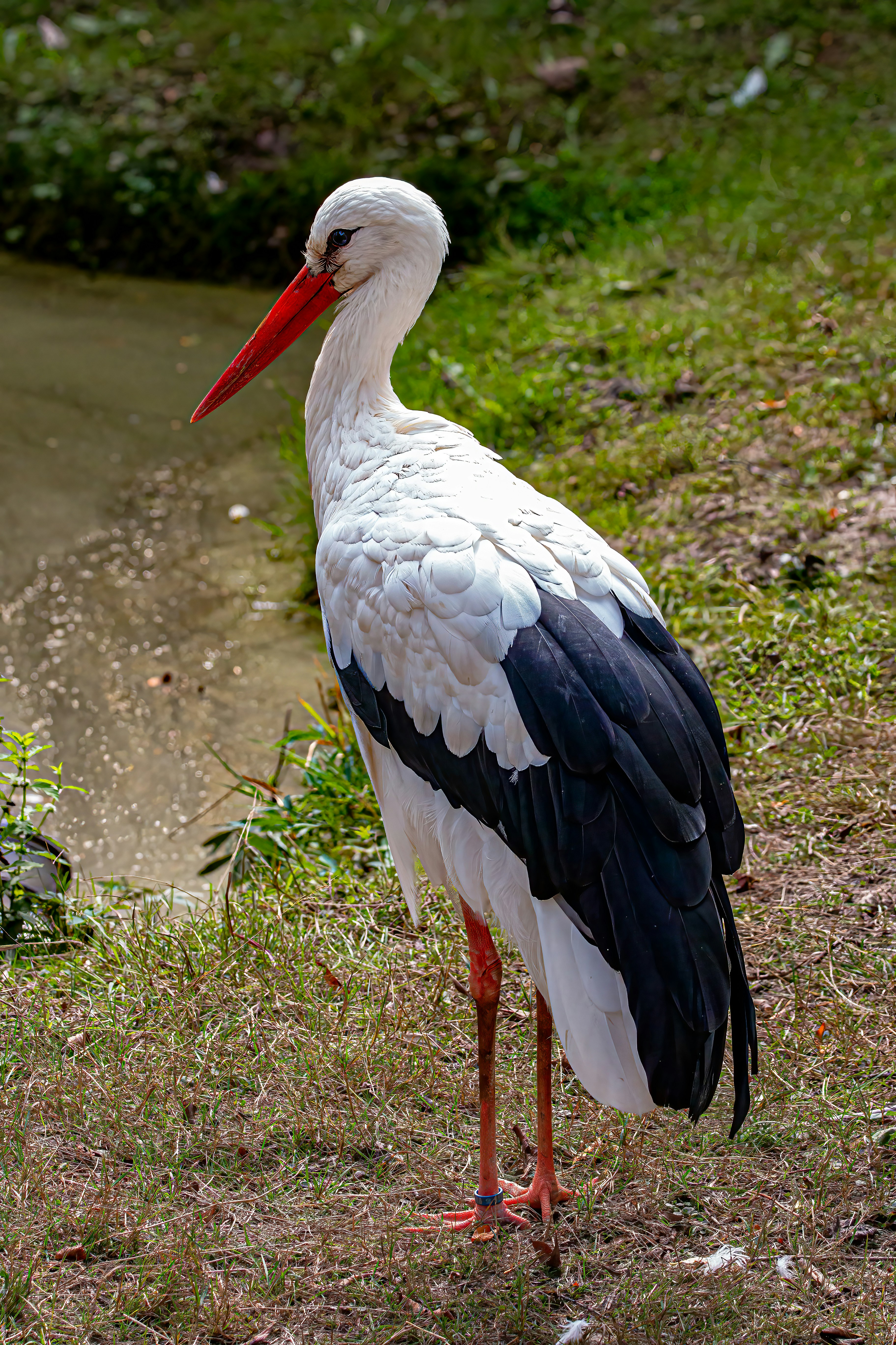 Photo by kennygoossen