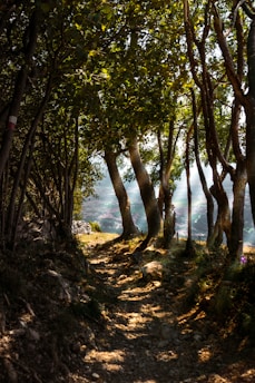 a path through a forest