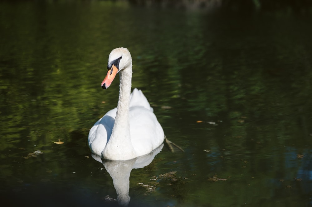 a white swan in the water