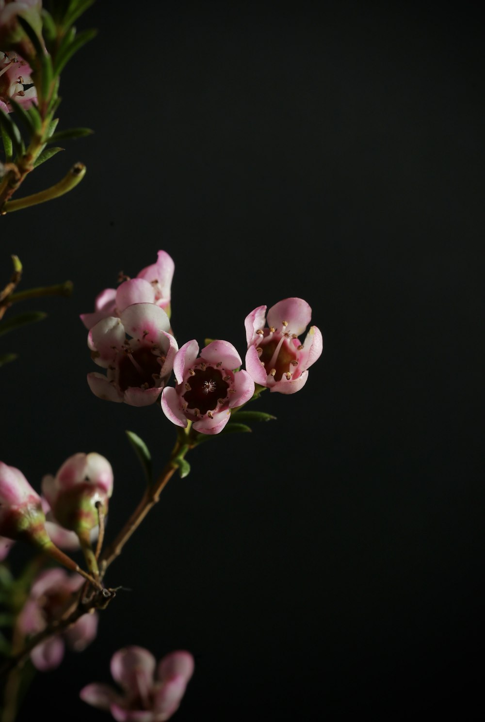 close up of pink flowers