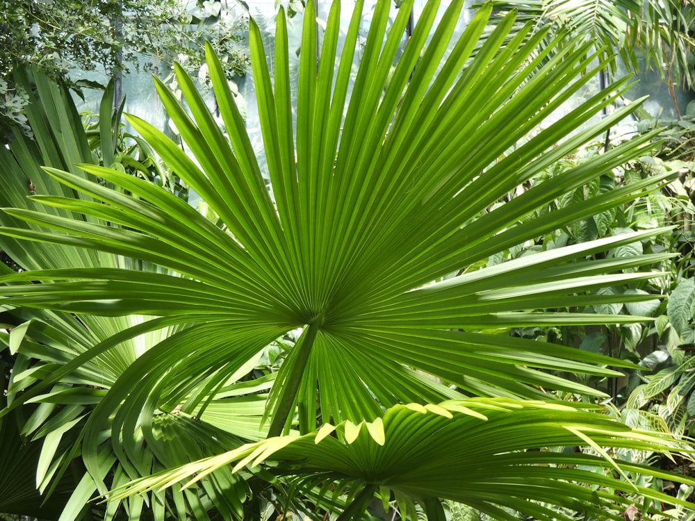 a close up of a plant