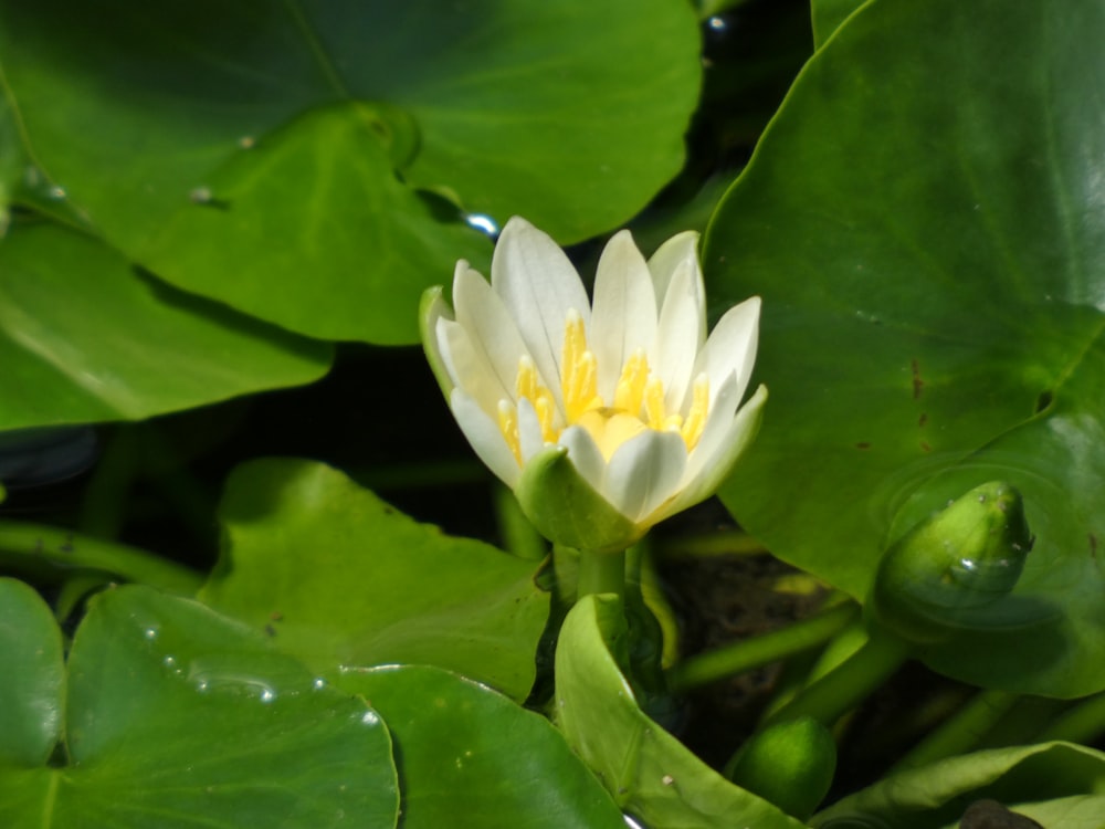 a white flower surrounded by green leaves