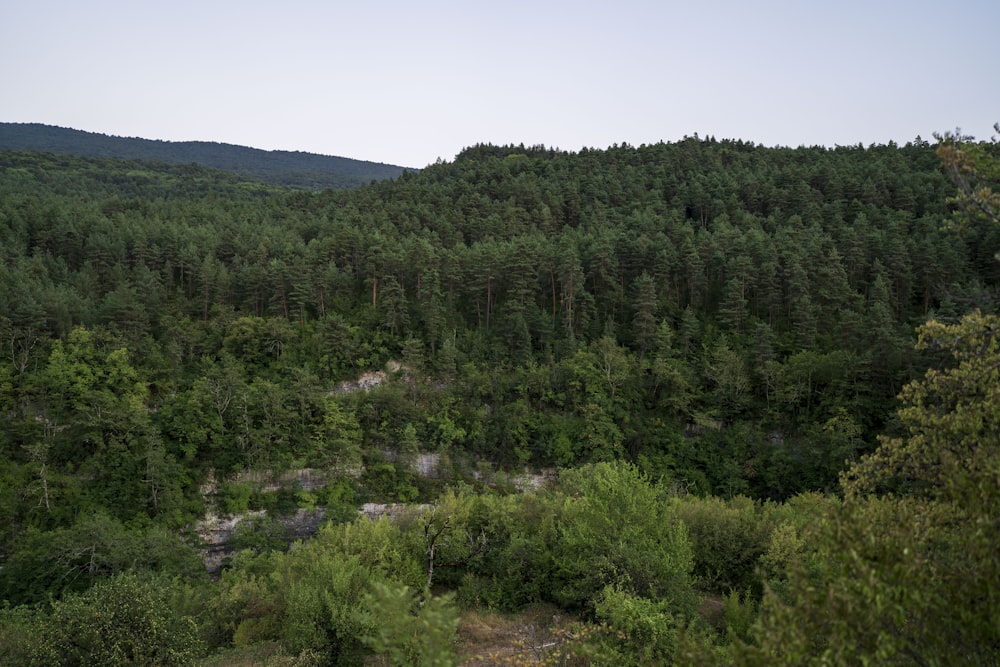 un bosque de árboles