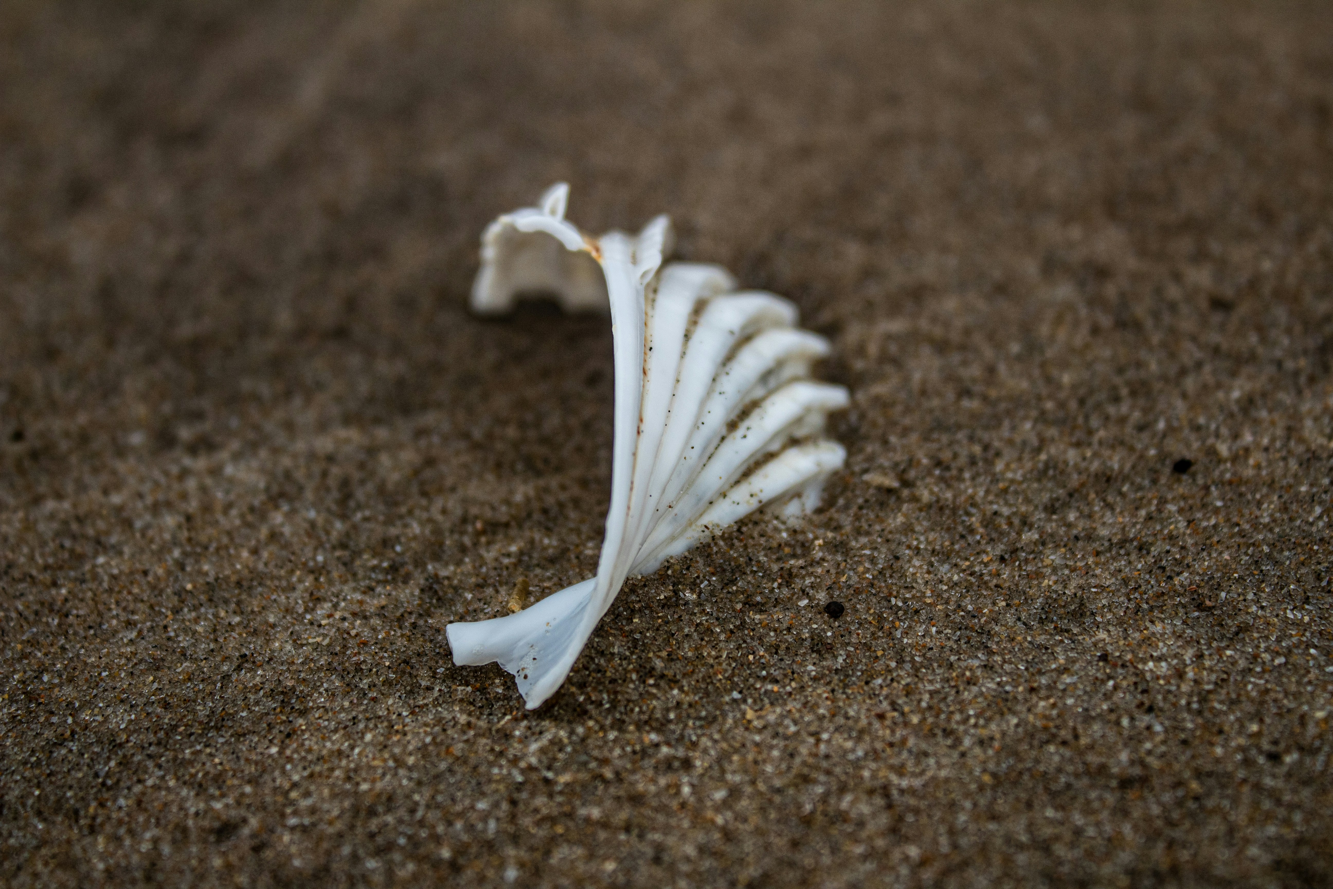 A white feather on the ground photo – Free Beach Image on Unsplash