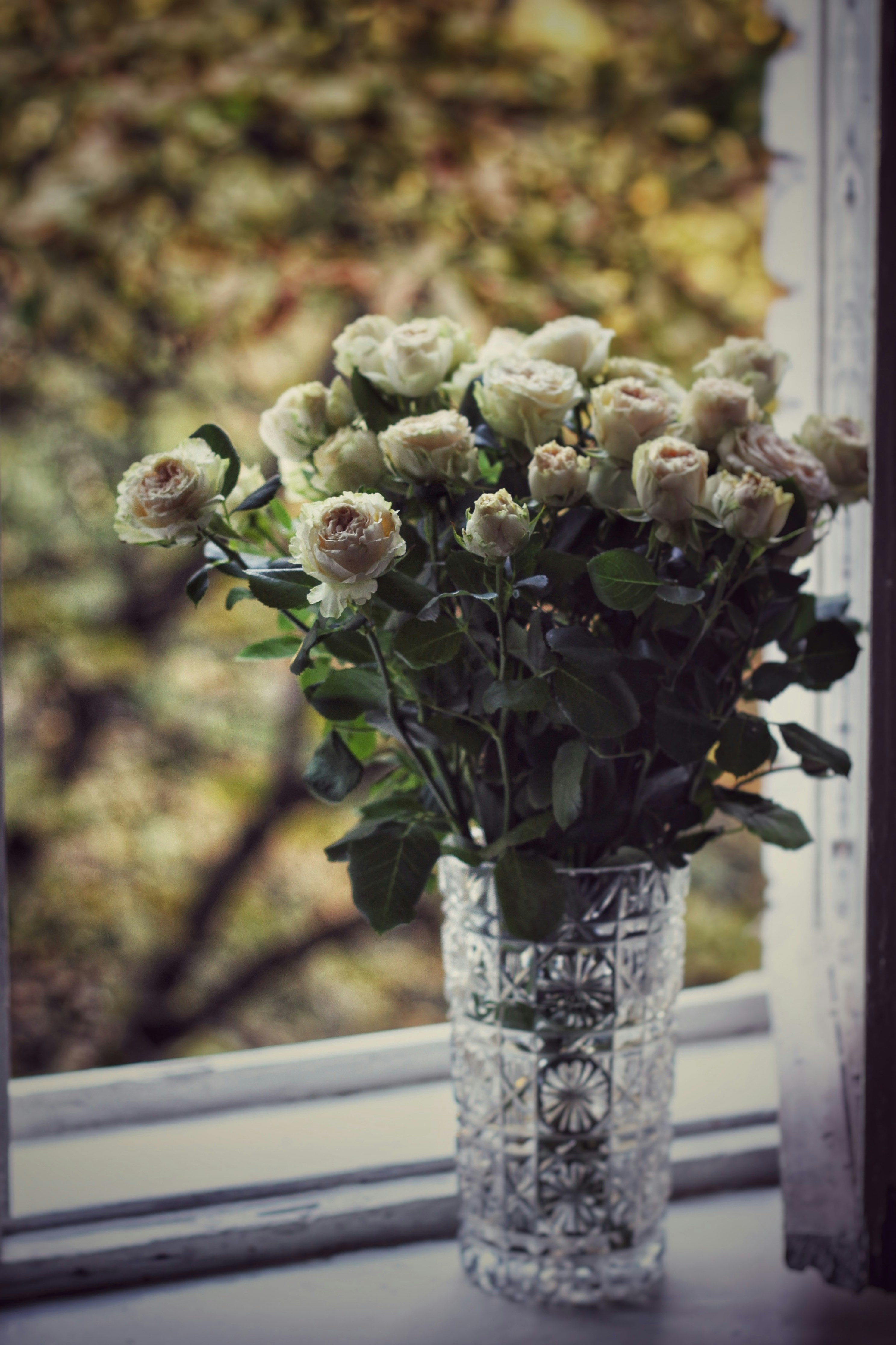 A vase with white flowers photo – Free Flower Image on Unsplash