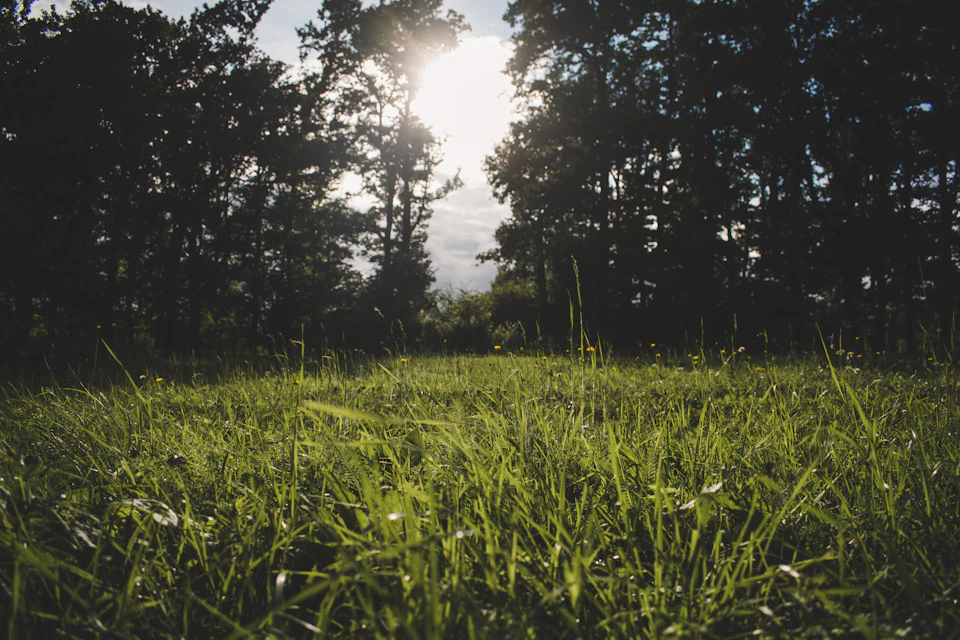 Serene forest scene with tall, lush green trees and grass under bright sunlight