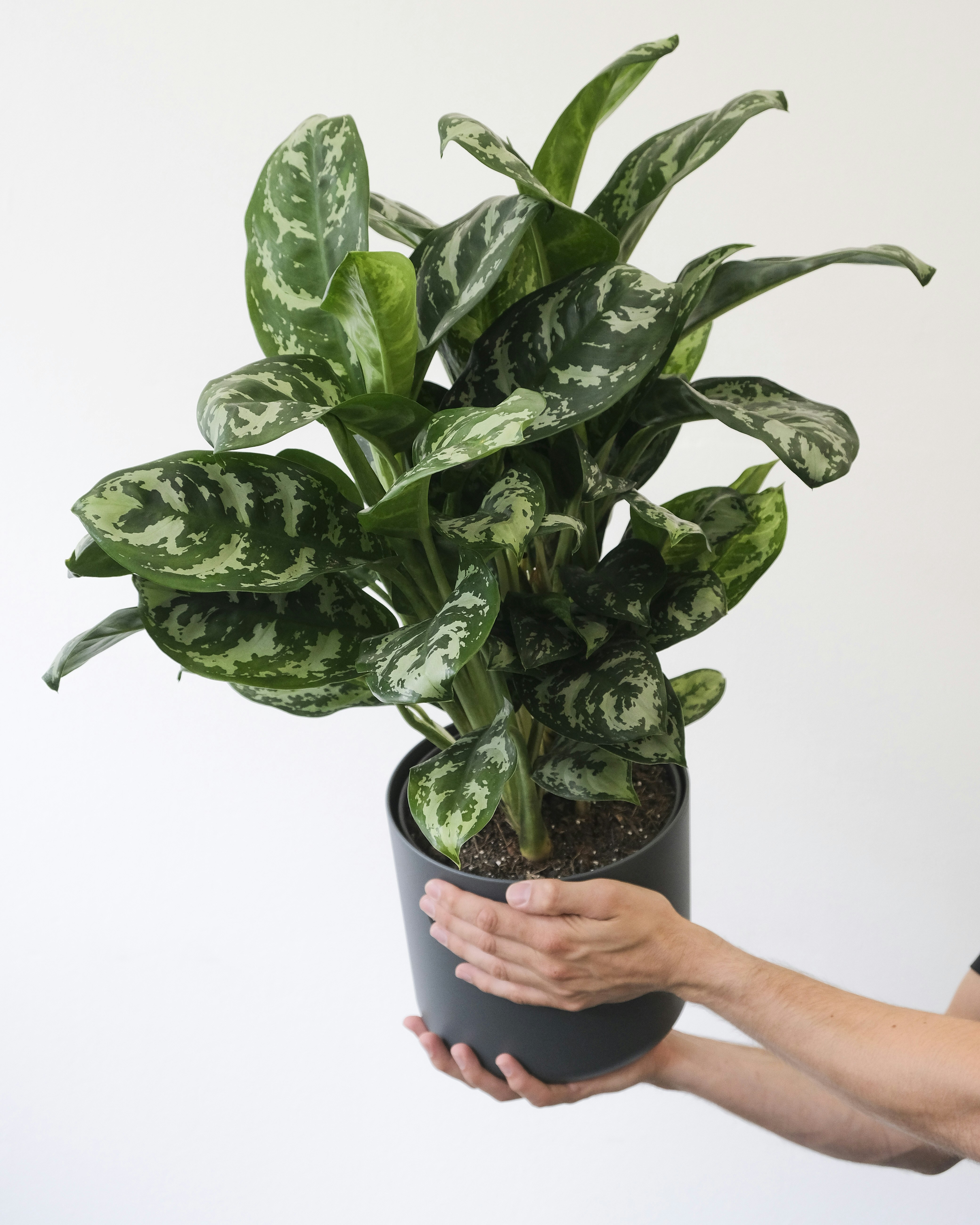 Photo by feeypflanzen