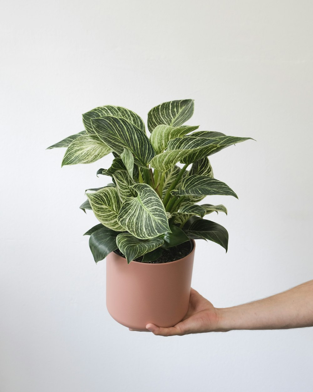 a hand holding a potted plant