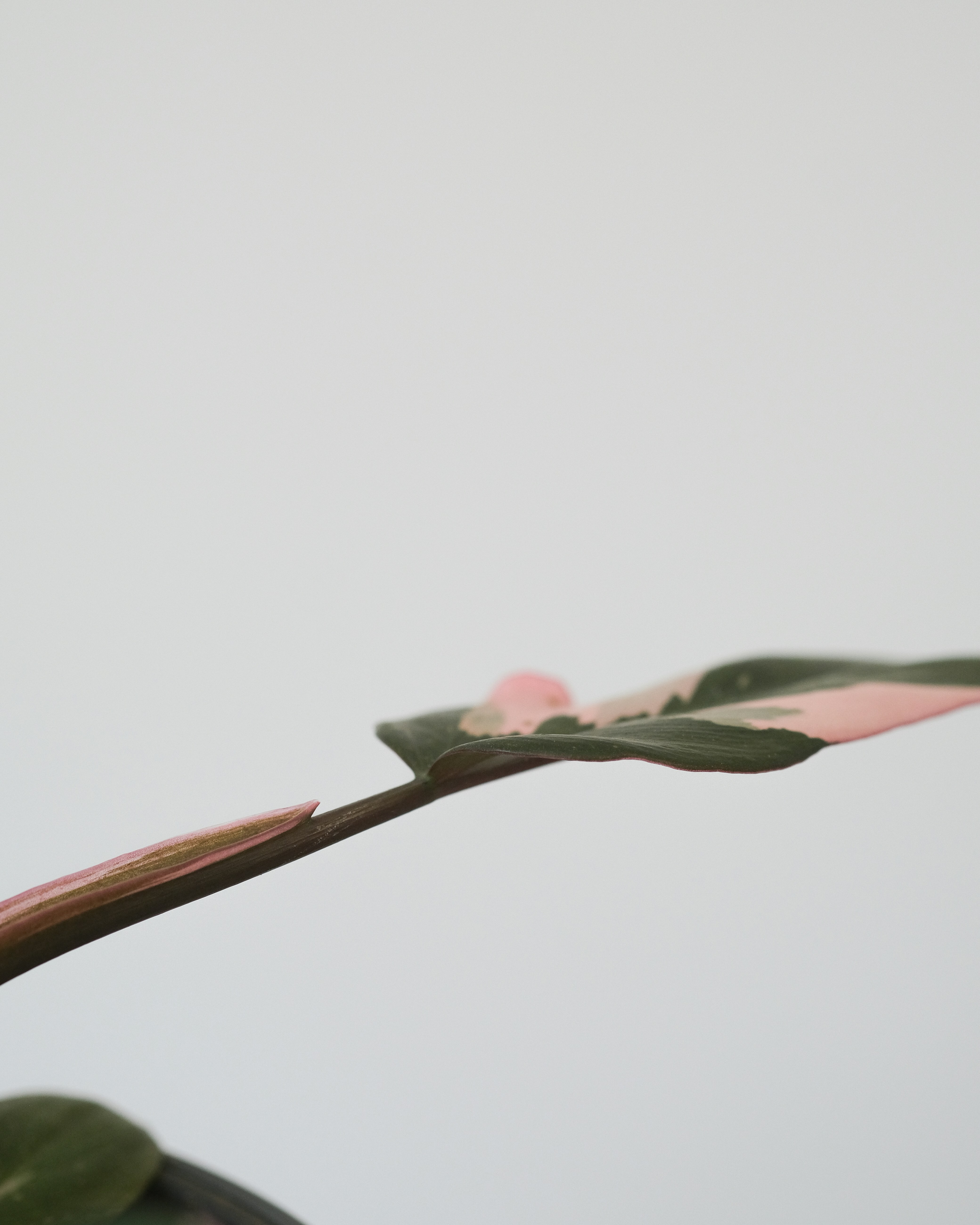 Photo by feeypflanzen