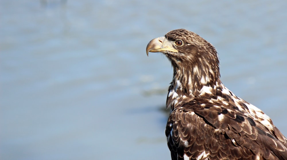 ein braun-weißer Vogel