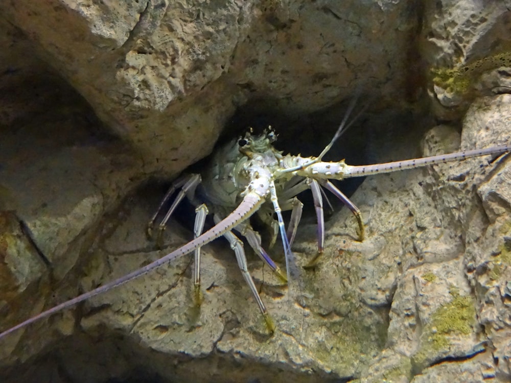 a spider on a rock