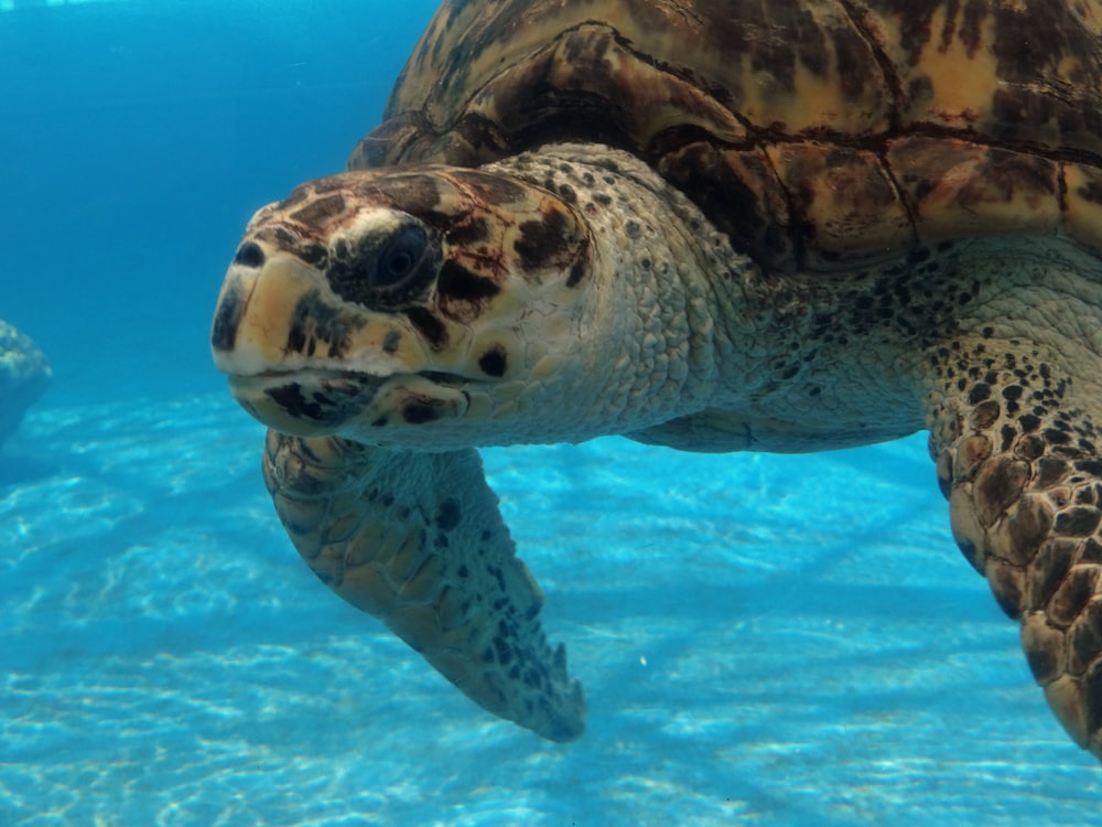 a turtle swimming in water