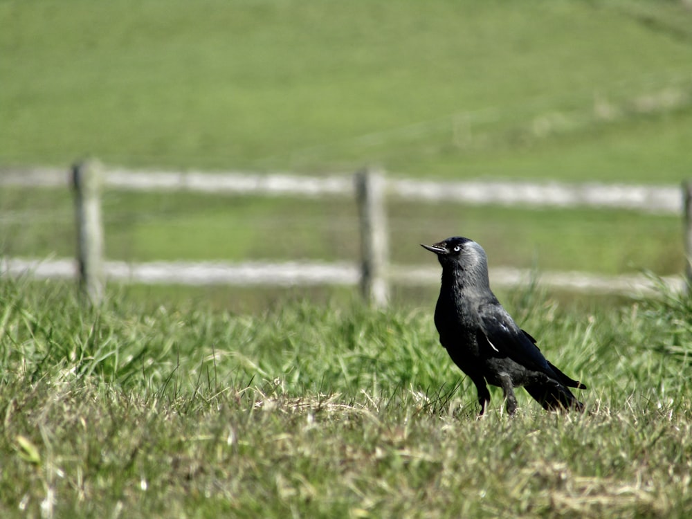 a black bird standing in the grass