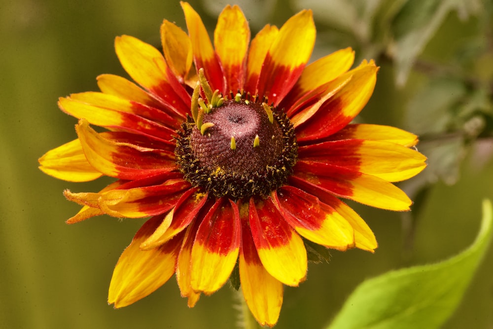 a close up of a flower