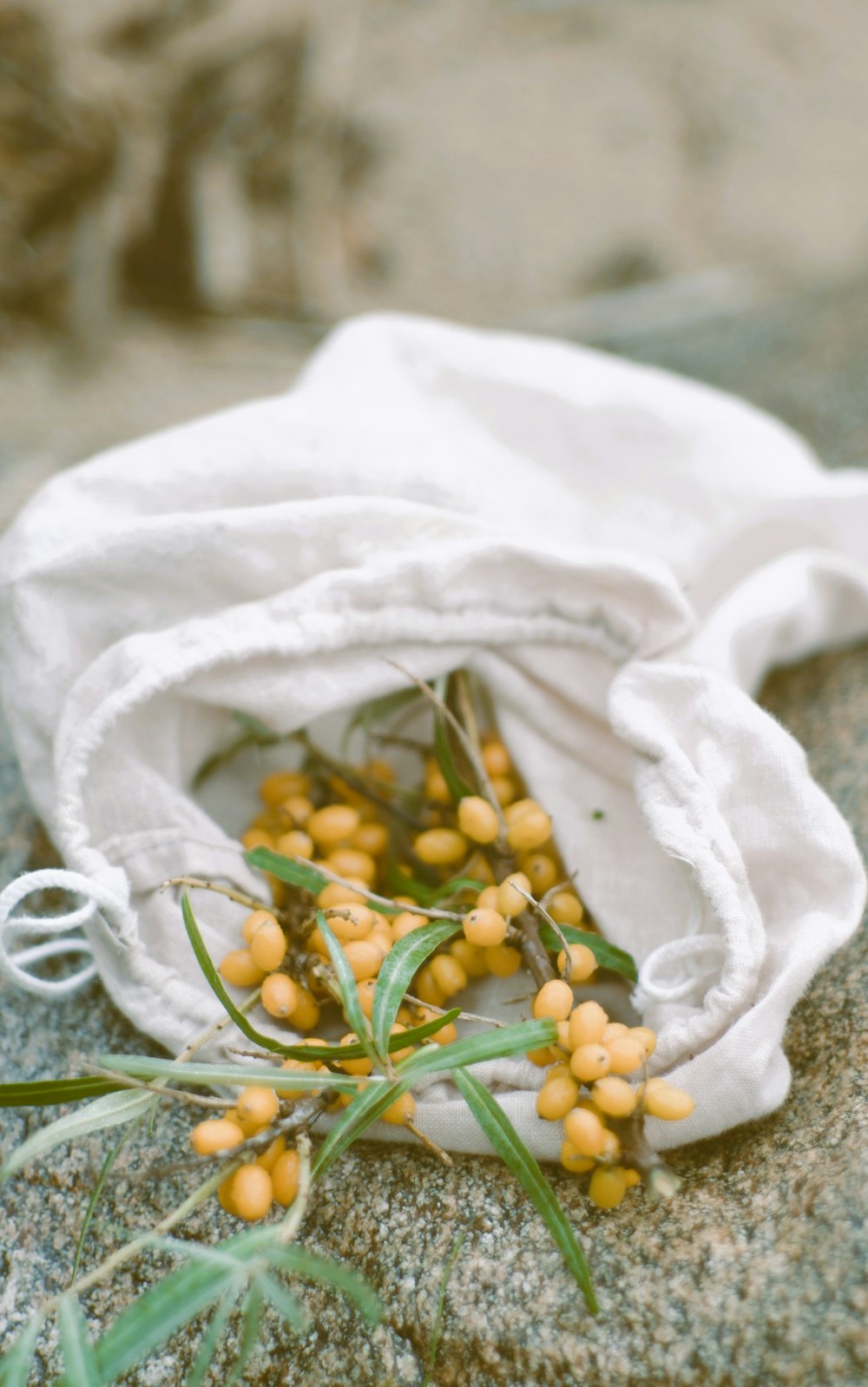 a plant with white cloth and green leaves