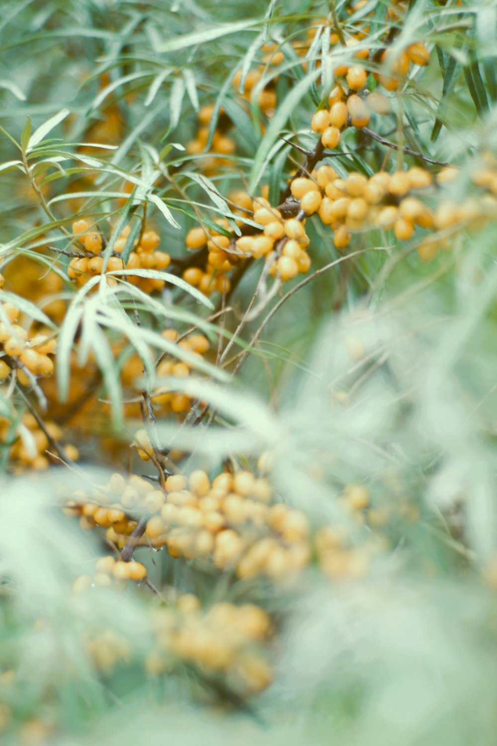 a close up of a plant