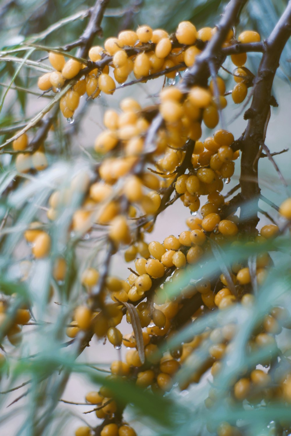 close-up of a tree with yellow berries