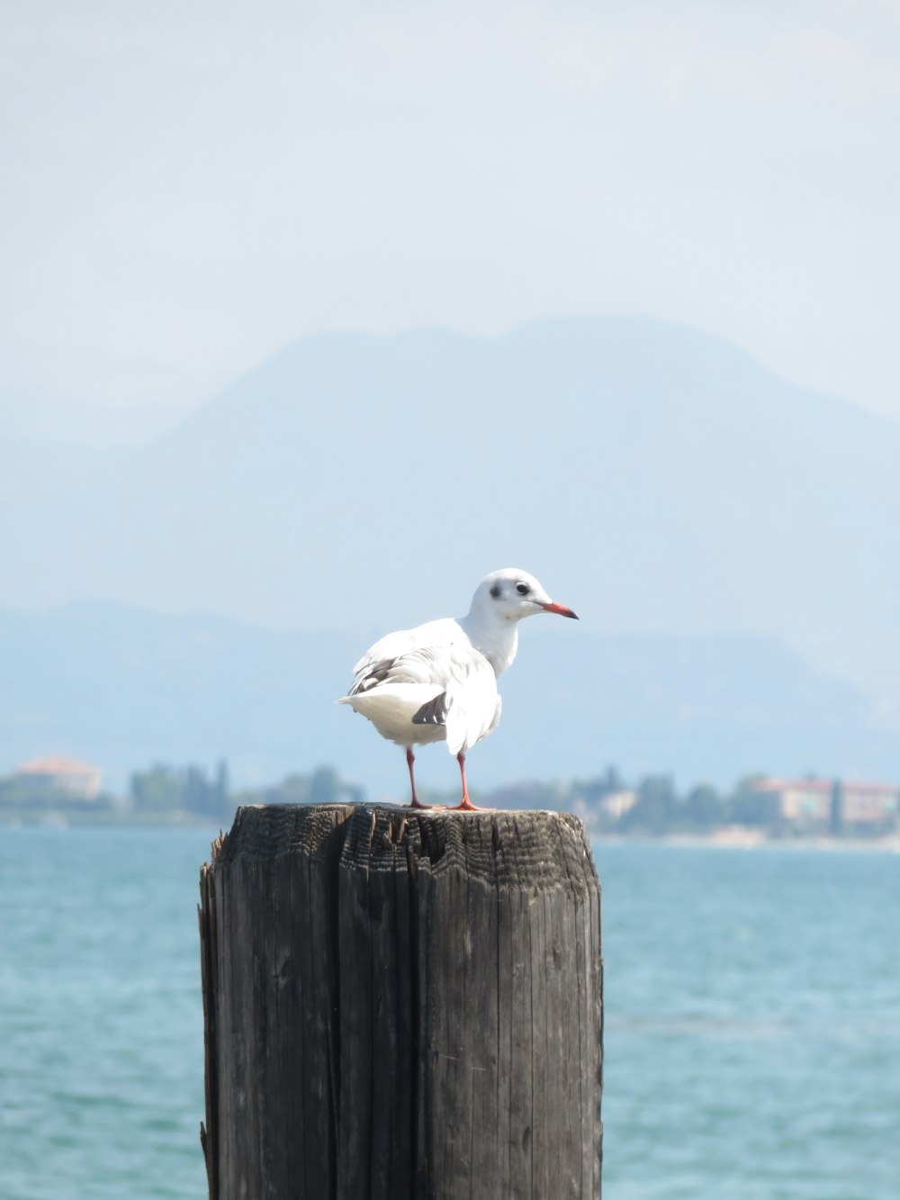a bird on a wood post