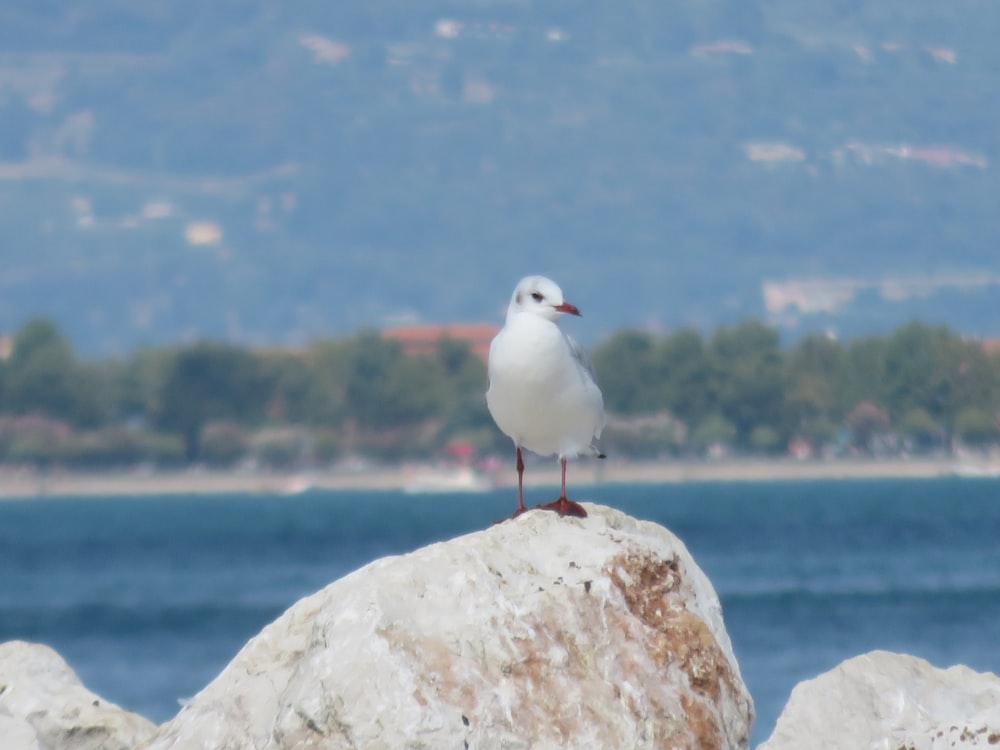 a seagull on a rock