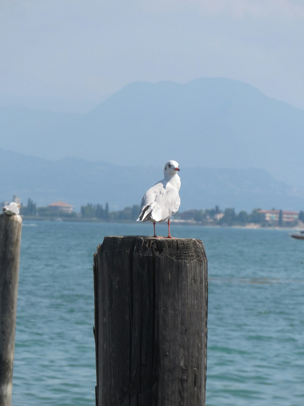 a seagull on a wooden post in front of a body of water