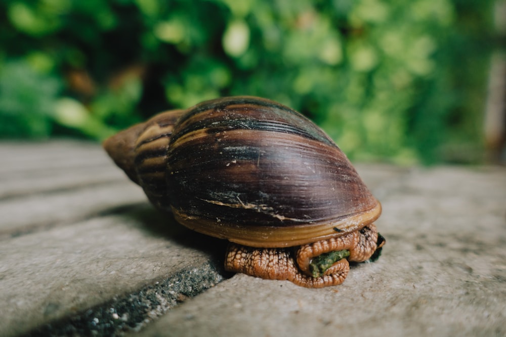 a turtle on a wood surface