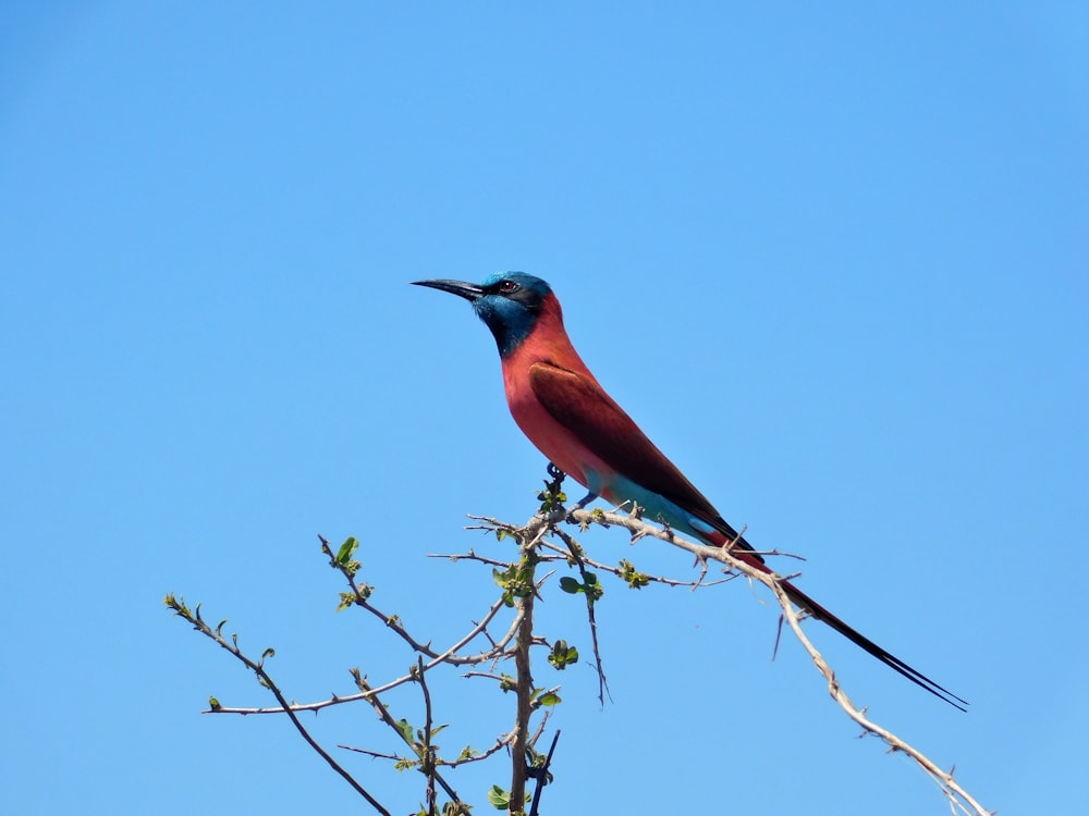 a bird on a branch