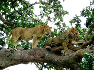 Two lions are resting on the branches of a large tree surrounded by lush green leaves. The tree provides a sturdy perch, and the lions appear relaxed and at ease in their elevated position.