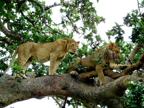 Two lions are resting on the branches of a large tree surrounded by lush green leaves. The tree provides a sturdy perch, and the lions appear relaxed and at ease in their elevated position.