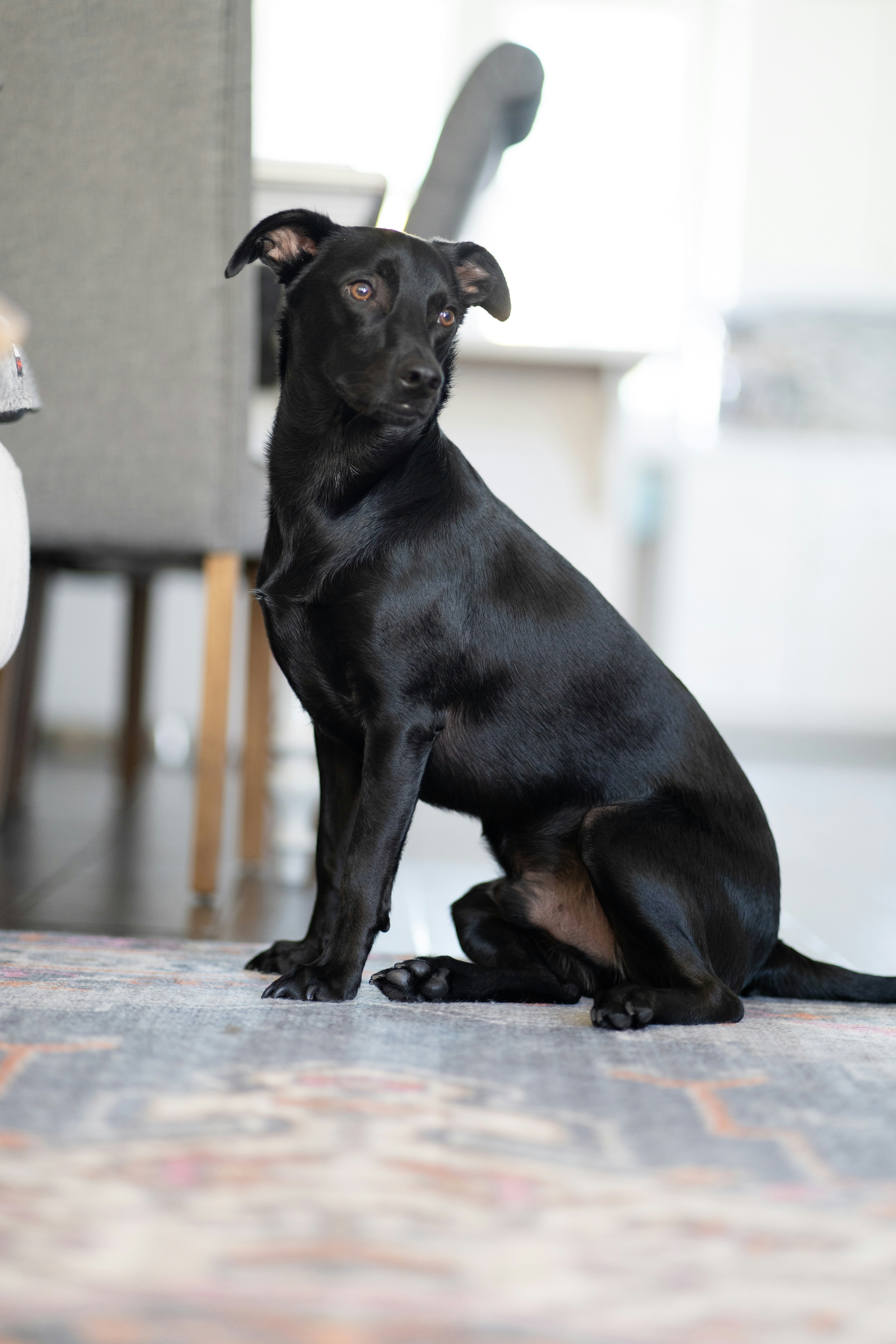 Bassotto nero focato su sabbia bianca durante il giorno foto – Immagine  gratis di Animale su Unsplash, image size:3000x4500