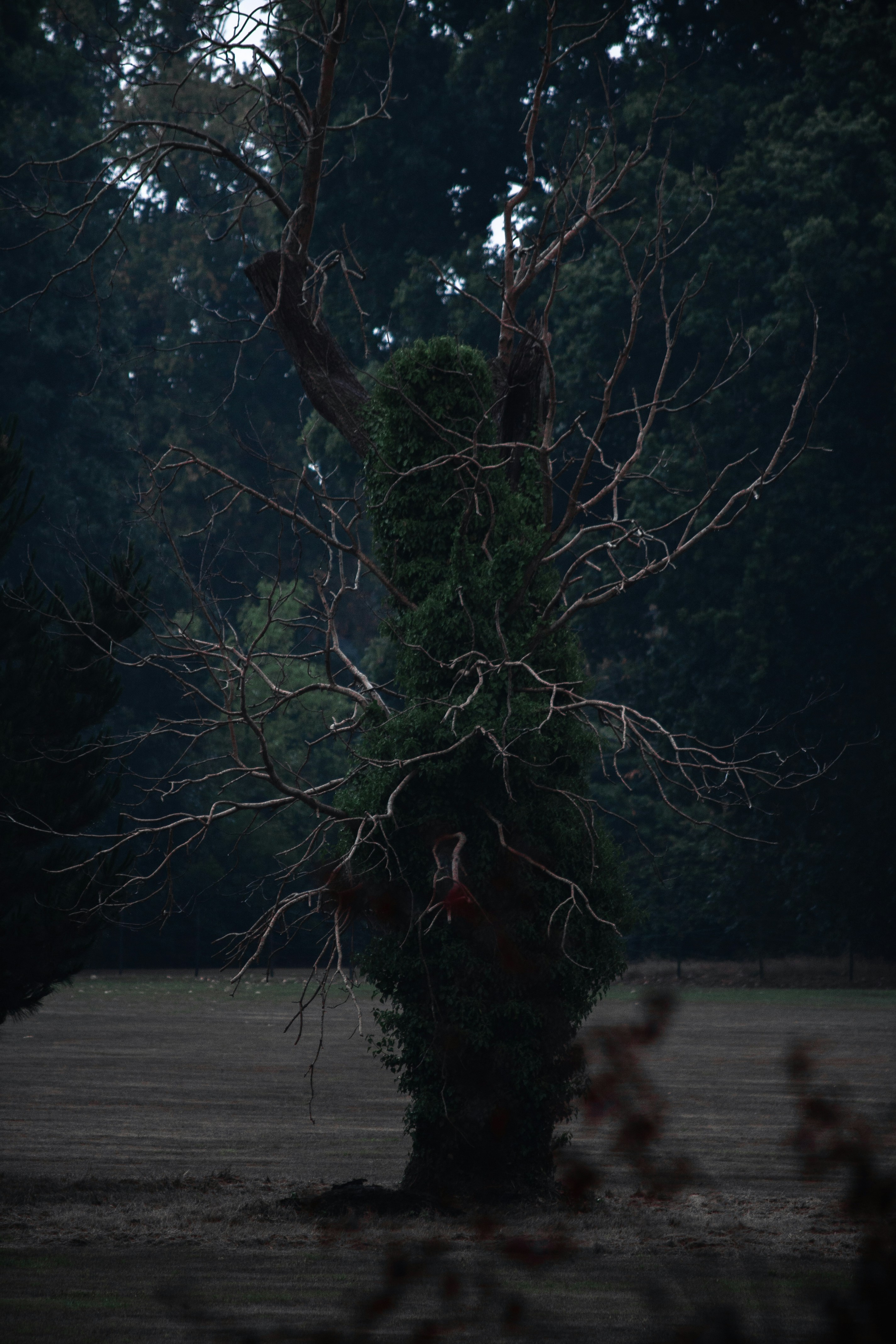 Foto zum Thema Ein baum mit vielen ästen Kostenloses Bild zu Baum auf