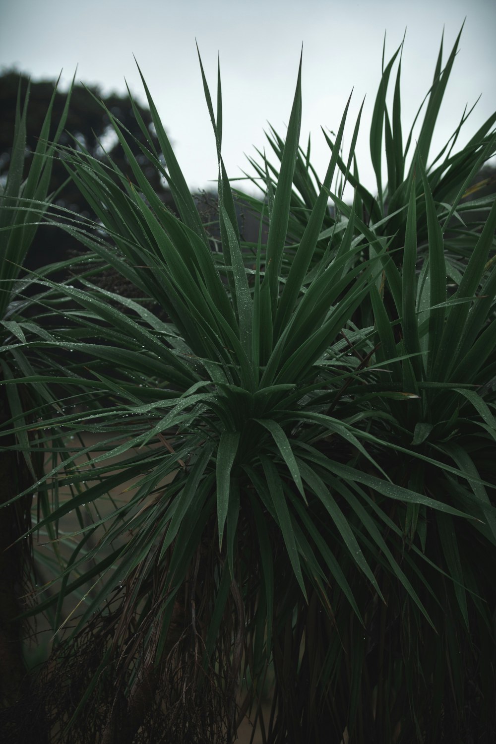 a close-up of a plant